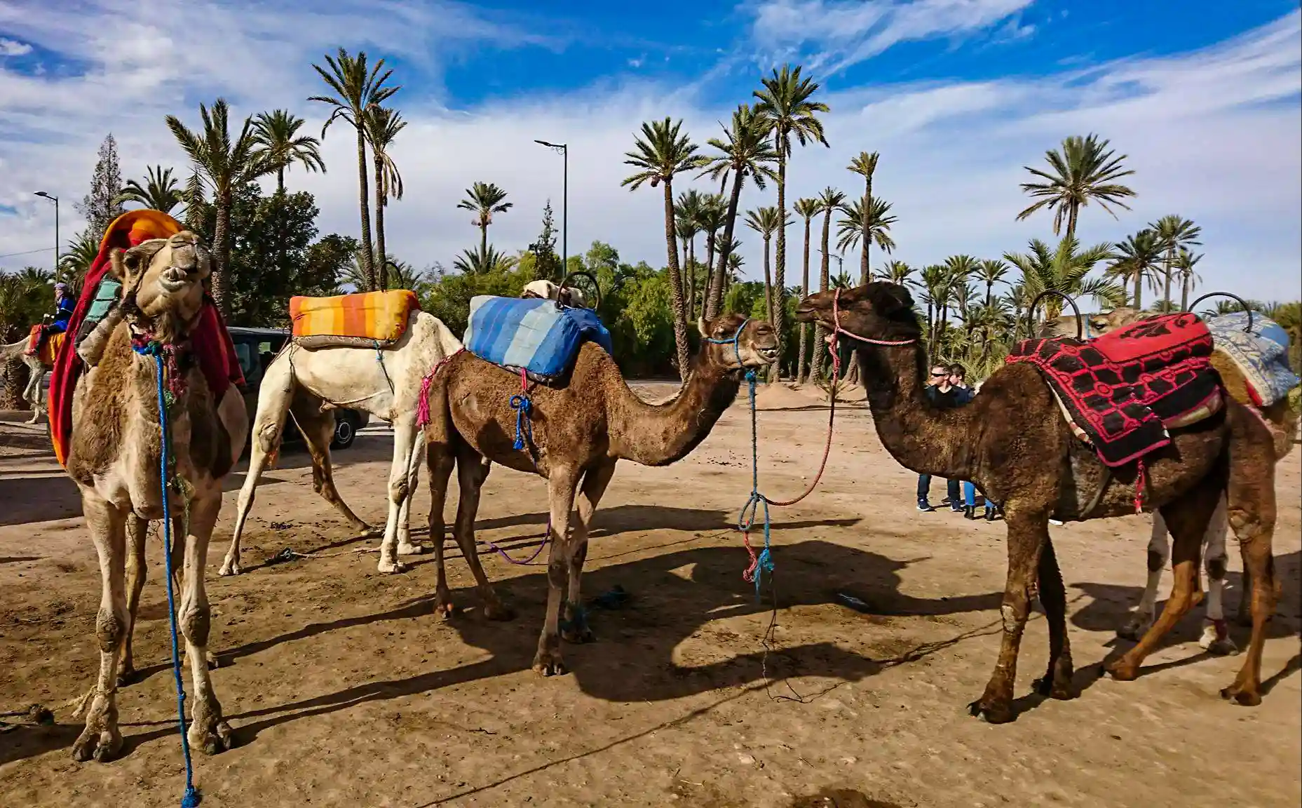 marrakech-camel-ride-in-the-palmeraie